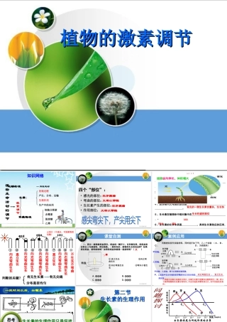 生长素的生理作用 (2)