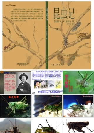 《绿色蝈蝈》课件 (2)