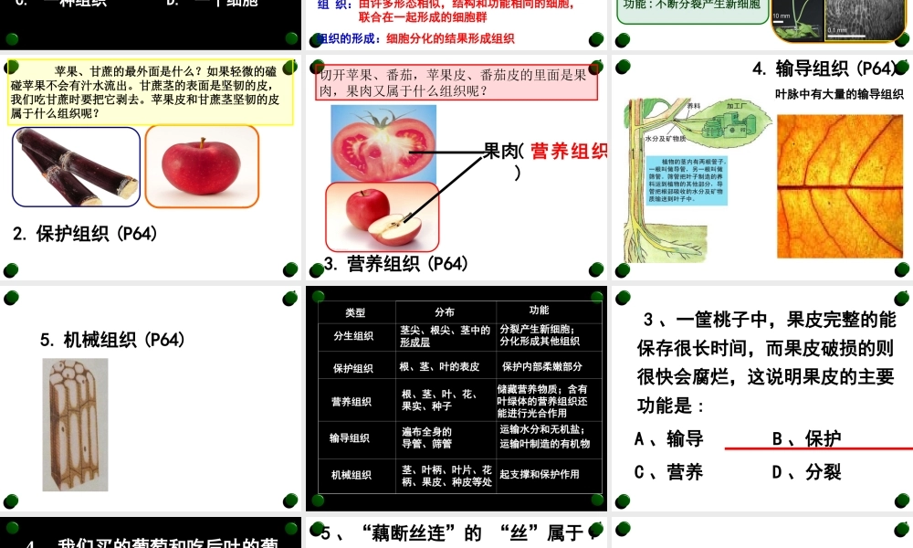 第三节植物体的结构层次