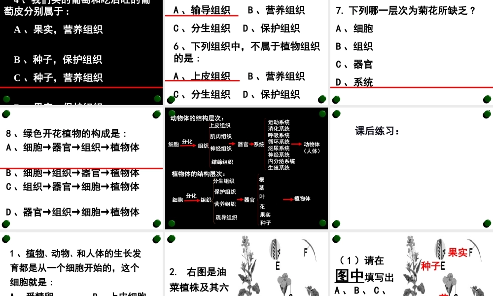 第三节植物体的结构层次
