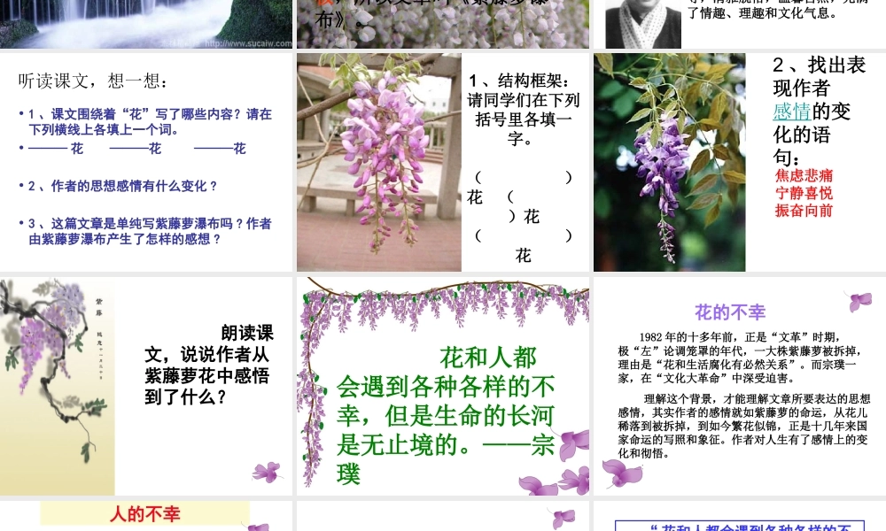 2014七（上）16紫藤萝瀑布