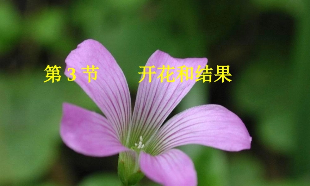 七年级生物_开花和结果