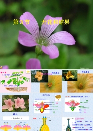 七年级生物_开花和结果