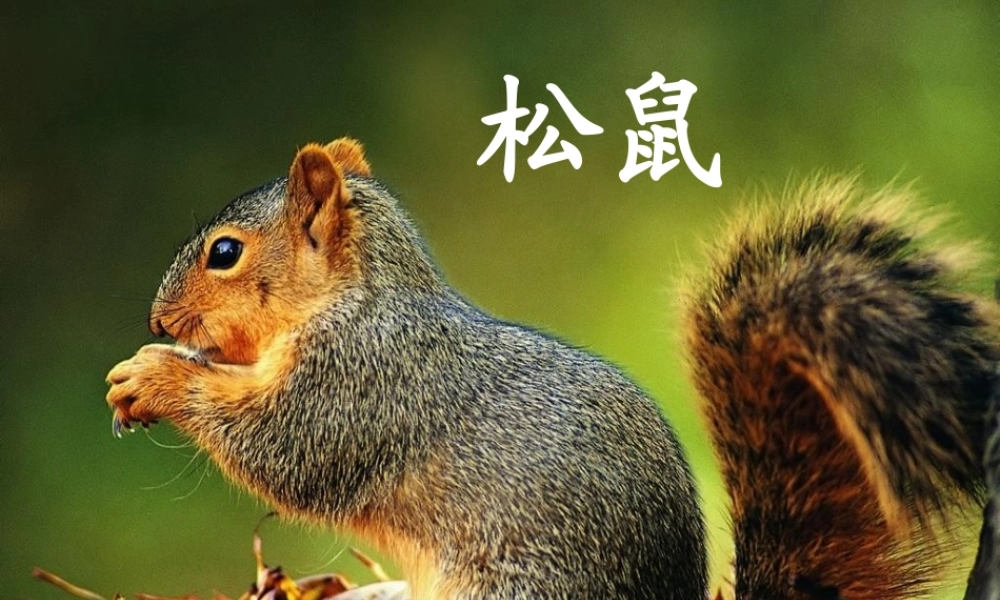 松鼠和松果第二课时
