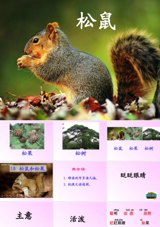 松鼠和松果第二课时