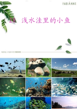 《浅水洼里的小鱼》教学课件