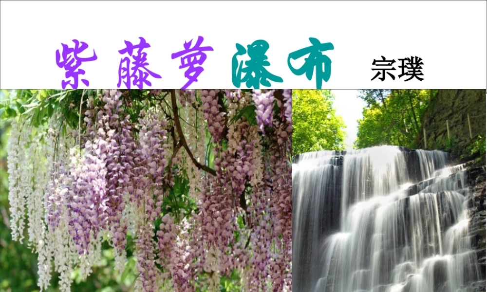 紫藤萝瀑布PPT (2)
