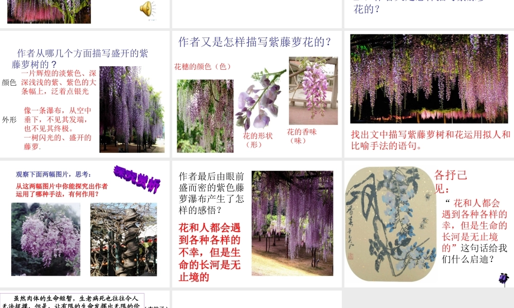 紫藤萝瀑布PPT (2)