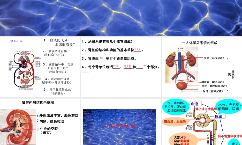 课件尿液的形成
