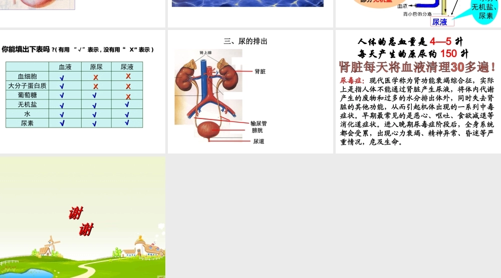课件尿液的形成