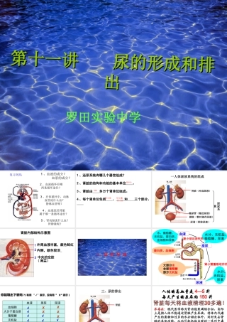 课件尿液的形成