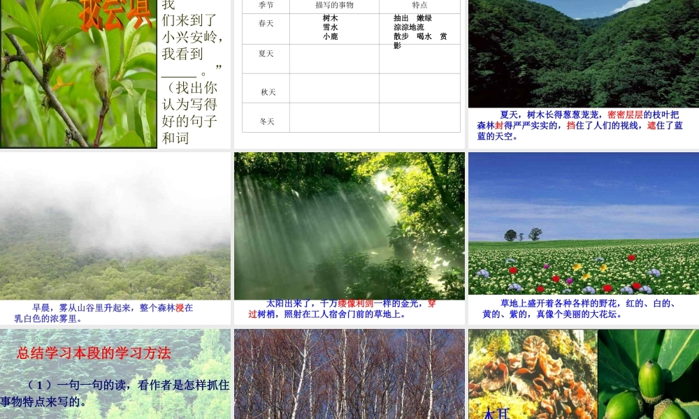 小学三年级语文美丽的小兴安岭