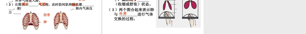 《发生在肺内的气体交换》第一课时参考课件