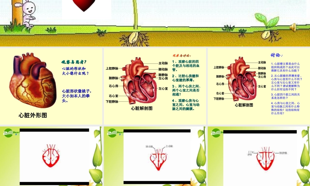 七年级生物下册：第四单元第四章第三节输送血液的泵——心脏课件1（人教新课标版）