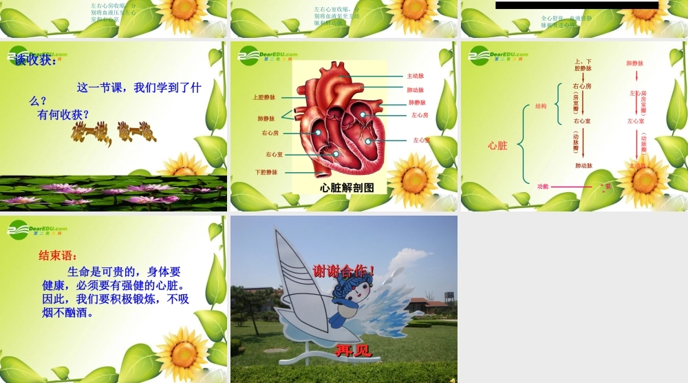 七年级生物下册：第四单元第四章第三节输送血液的泵——心脏课件1（人教新课标版）