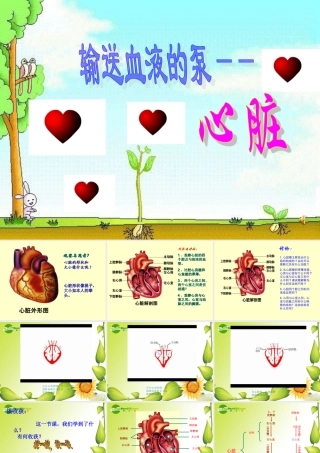 七年级生物下册：第四单元第四章第三节输送血液的泵——心脏课件1（人教新课标版）