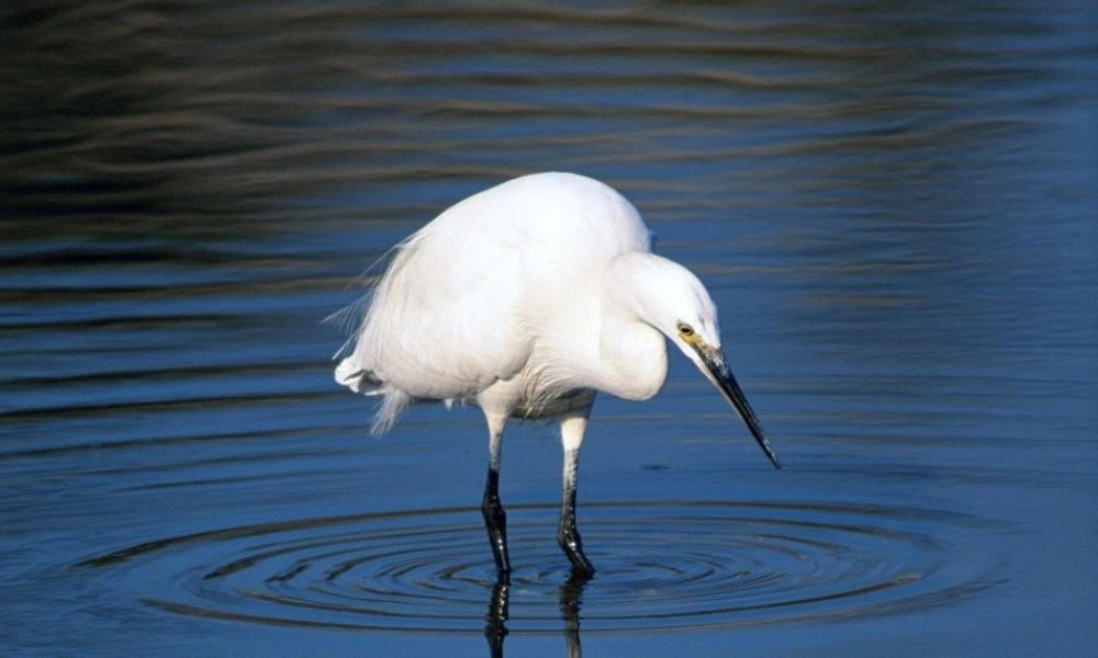 动物精美图片[1]