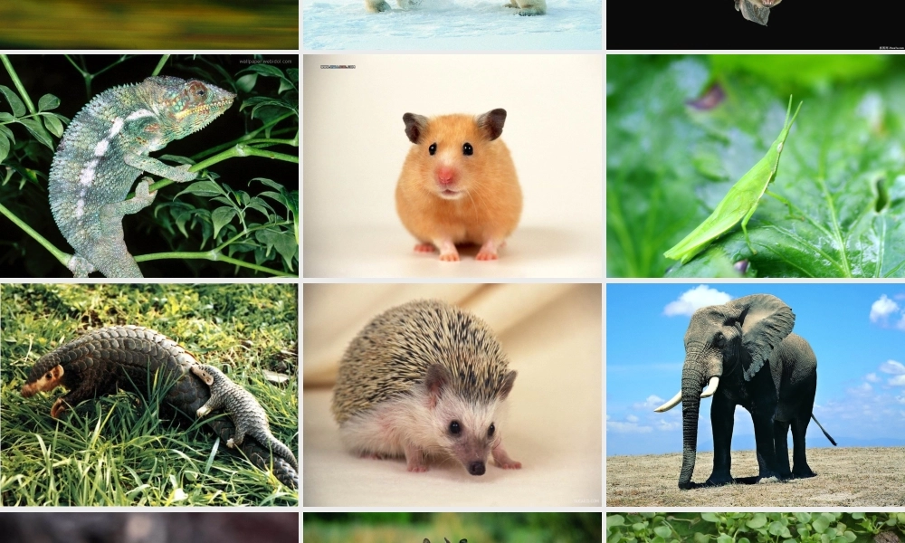 动物精美图片[1]