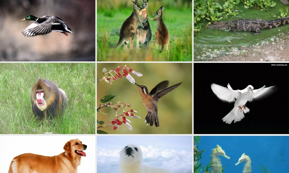 动物精美图片[1]