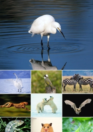 动物精美图片[1]