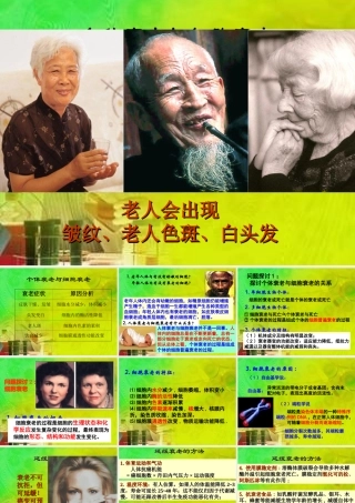 《细胞的衰老和凋亡》课件（3）