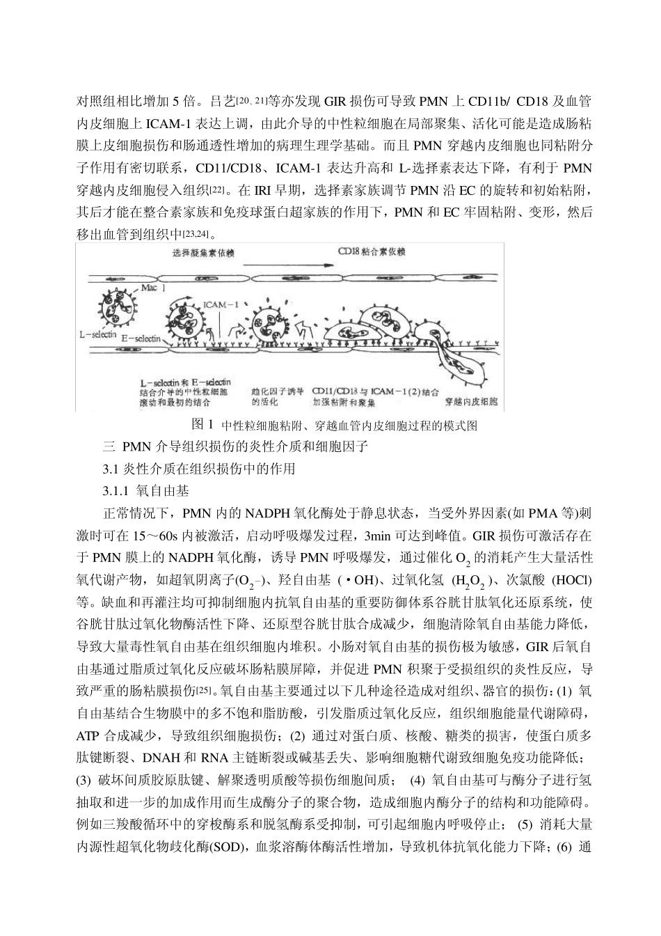 中性粒细胞介导肠道缺血再灌注损伤中的作用_第3页