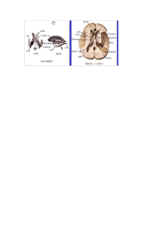 中枢神经系统解剖图