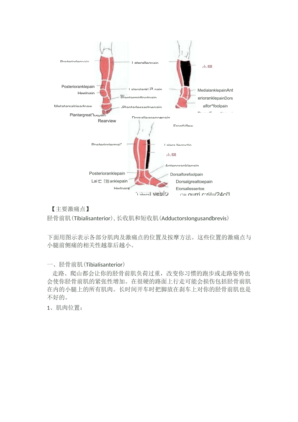 激痛点及肌肉疼痛自我按摩治疗(31)------小腿前侧痛_第2页