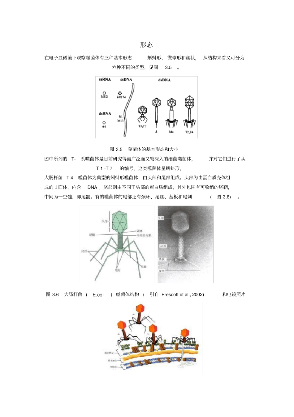 完整版噬菌体种类与形态_第2页