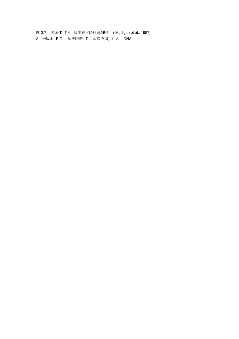 完整版噬菌体种类与形态_第3页