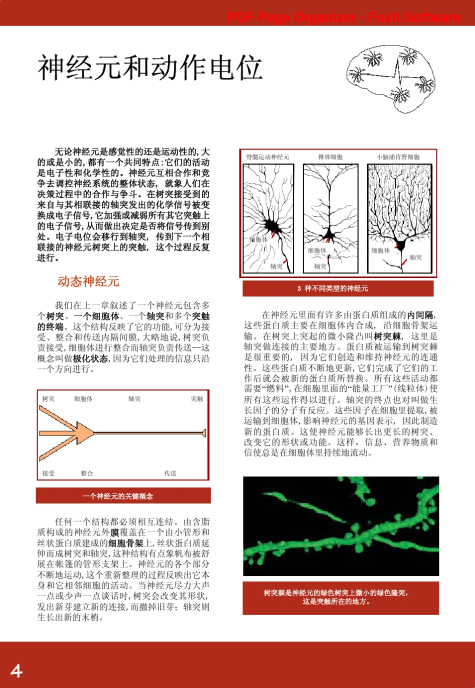 图文神经科学中文版_第3页
