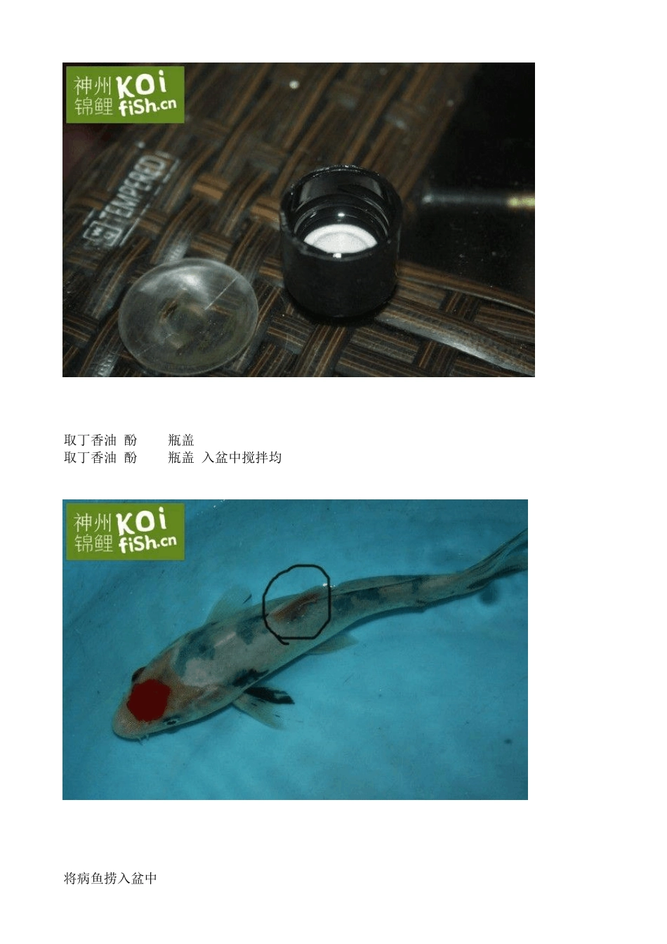 图文锦鲤烂肉穿孔处理及防交叉感染全过程_第3页