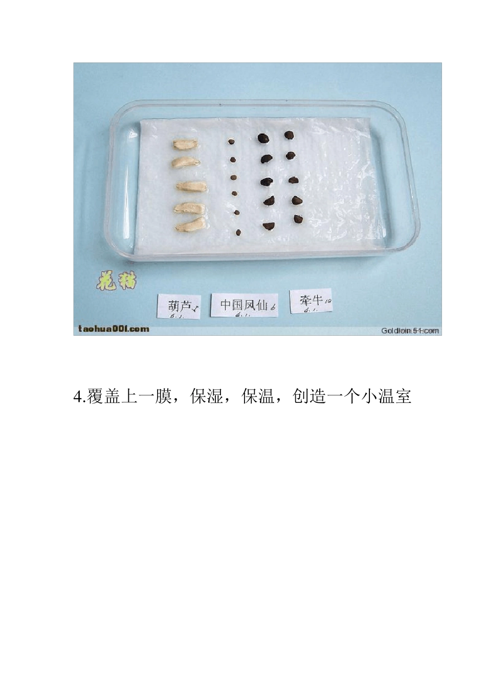 图示纸巾催芽全过程_第3页