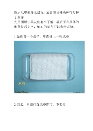 图示纸巾催芽全过程