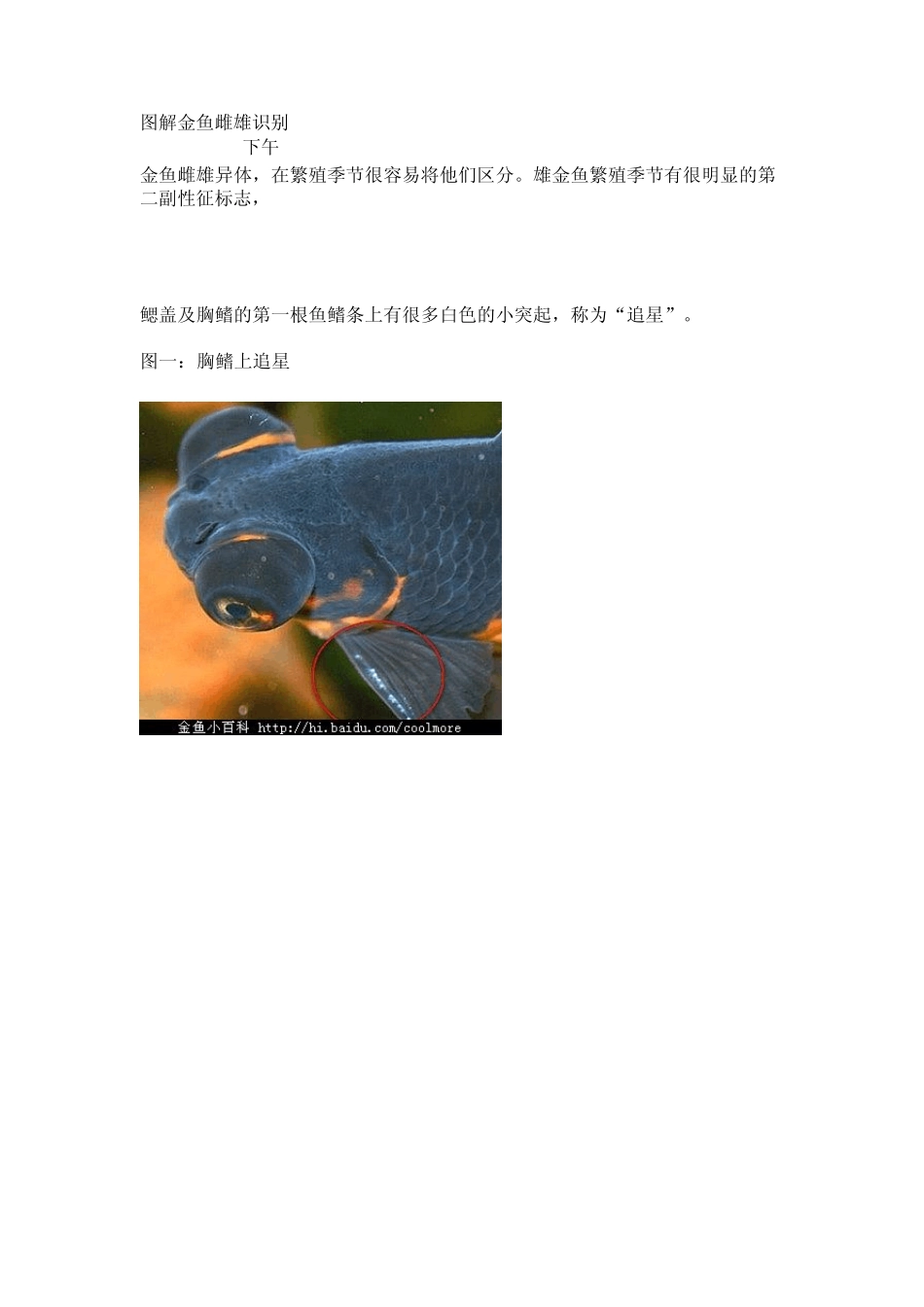图解金鱼雌雄识别_第1页