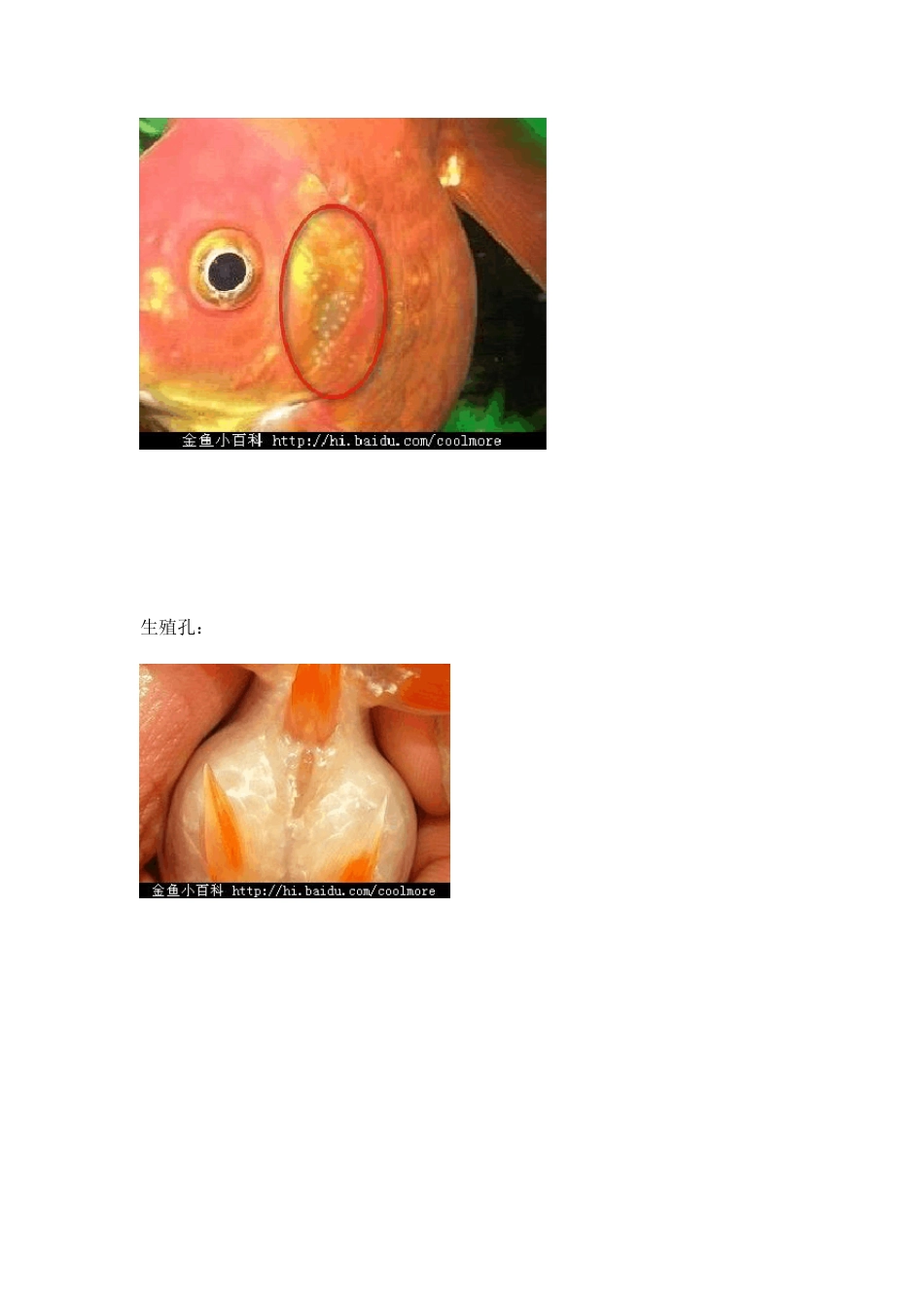 图解金鱼雌雄识别_第3页