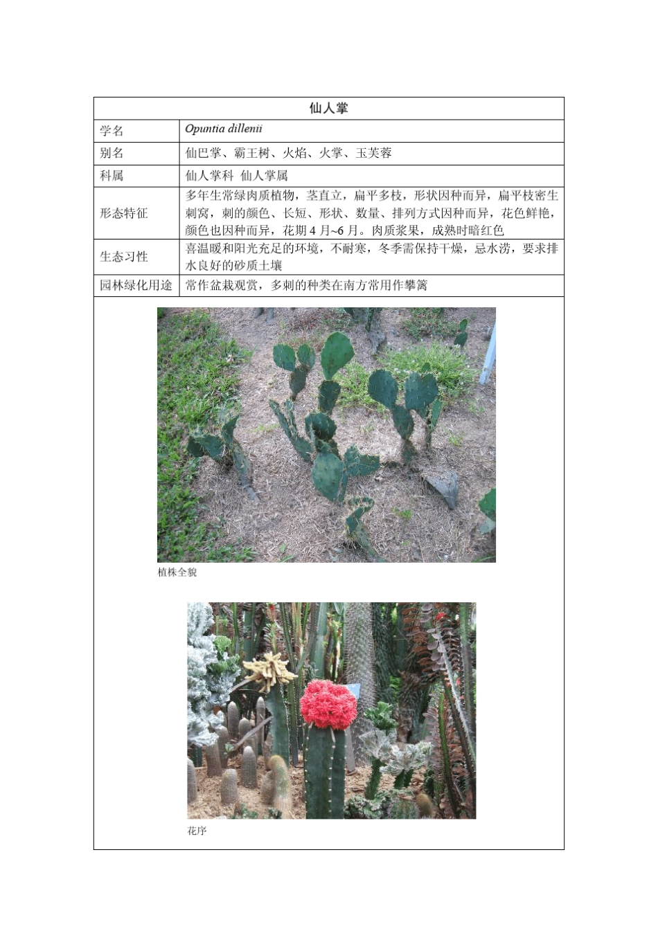 海南常用植物_第2页