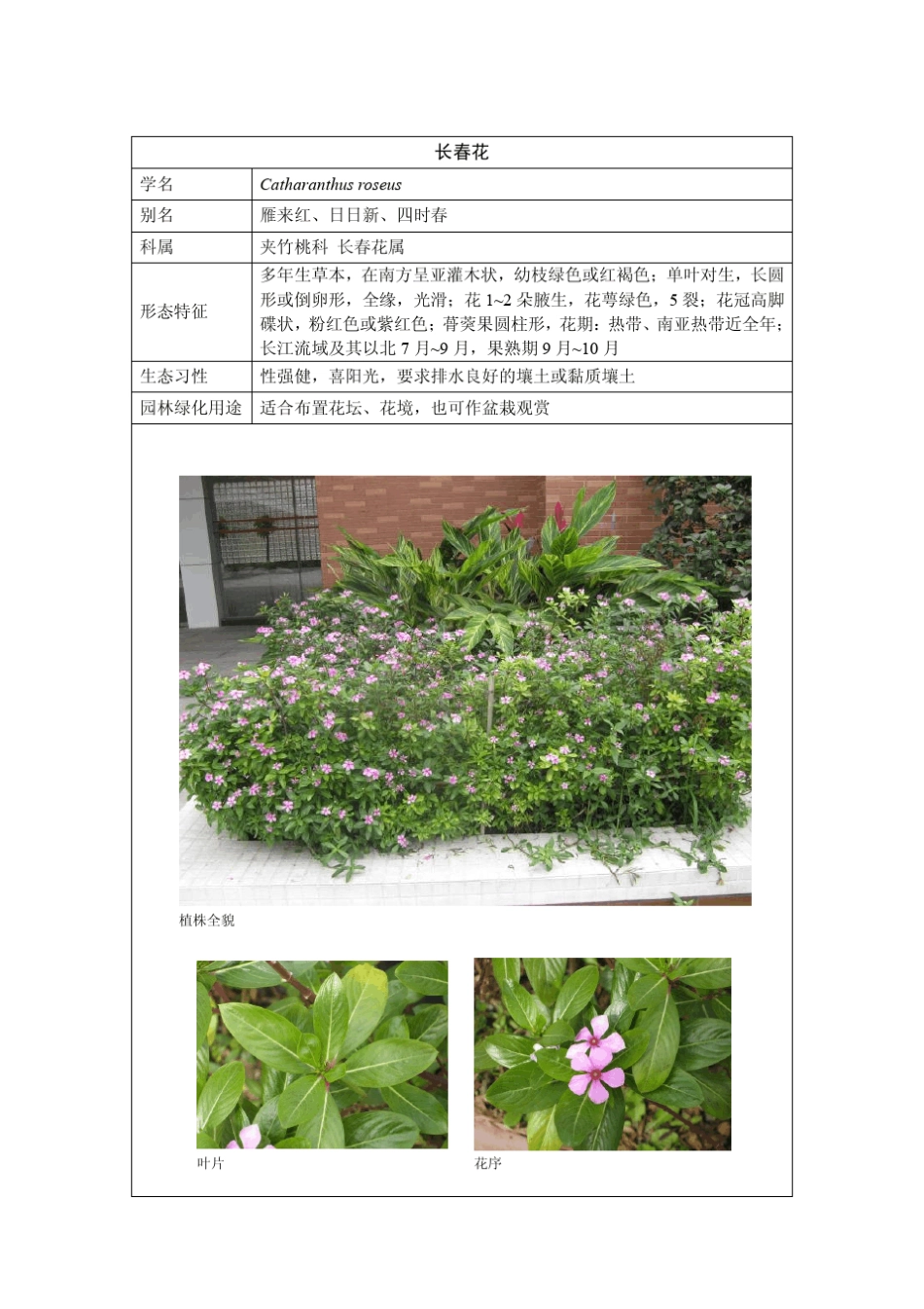 海南常用植物_第3页