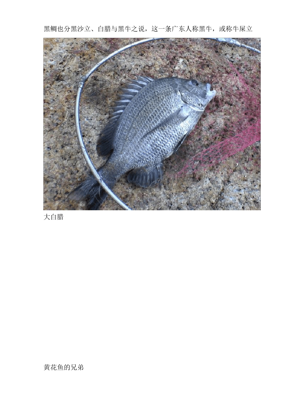 海南常见海鱼品种_第2页