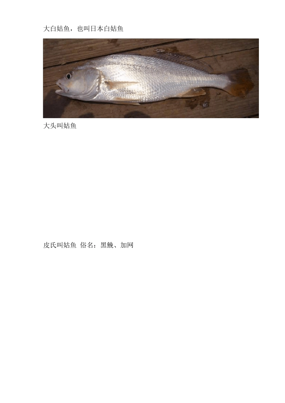 海南常见海鱼品种_第3页