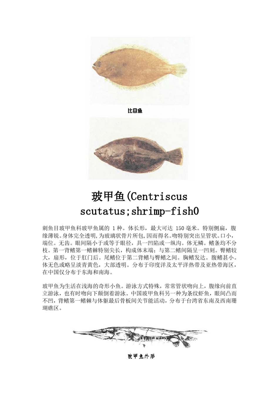 海洋鱼类大全_第3页