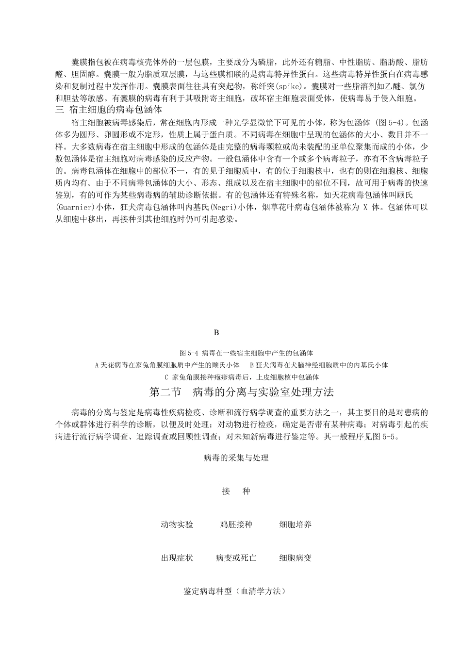 第五章病毒学检验基本技术_第3页