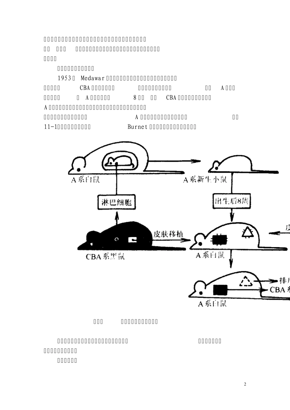 第十一章免疫耐受_第2页