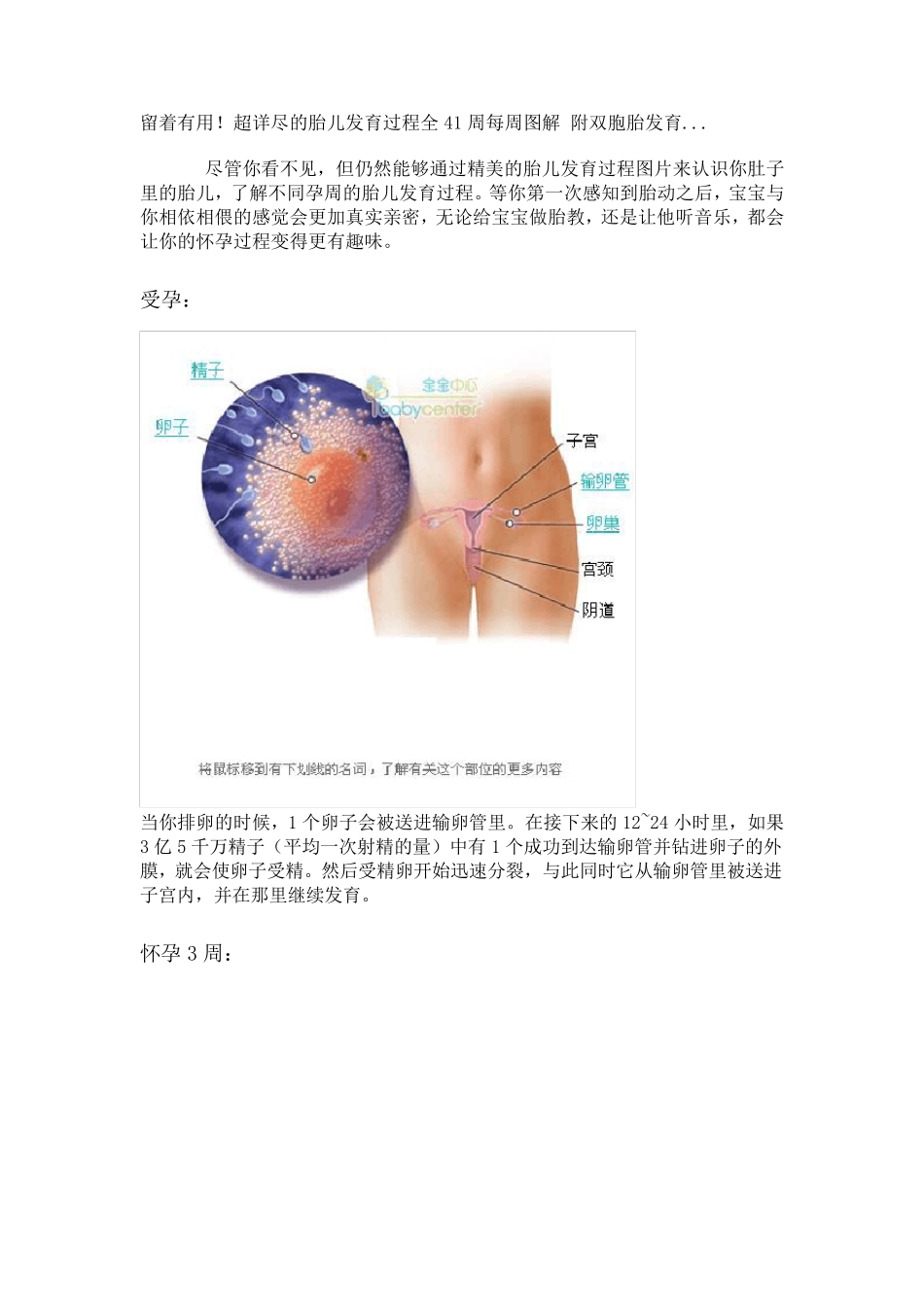 超详尽的胎儿发育过程全41周每周图解附双胞胎发育_第1页