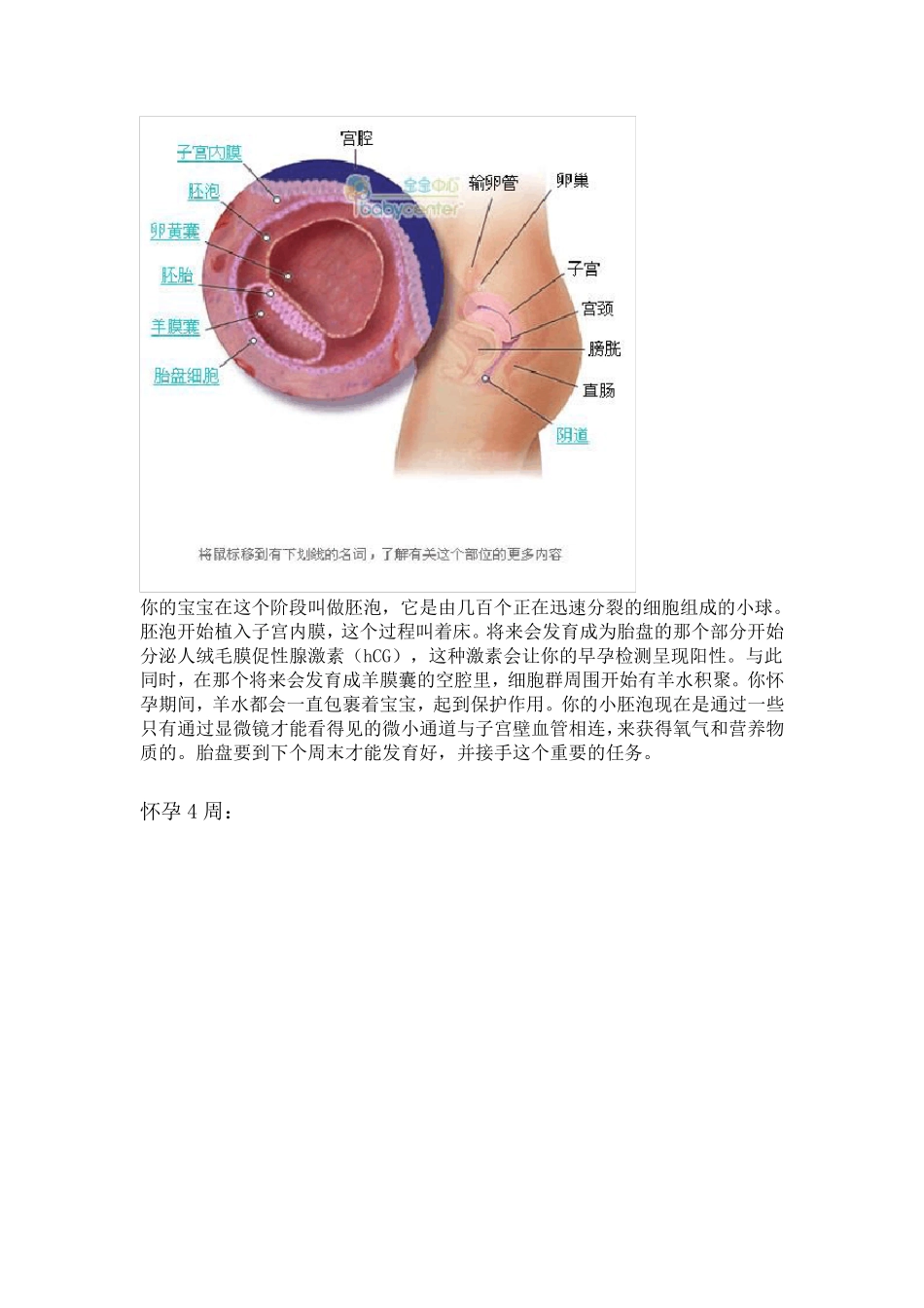 超详尽的胎儿发育过程全41周每周图解附双胞胎发育_第2页