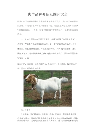 肉羊品种介绍及图片大全