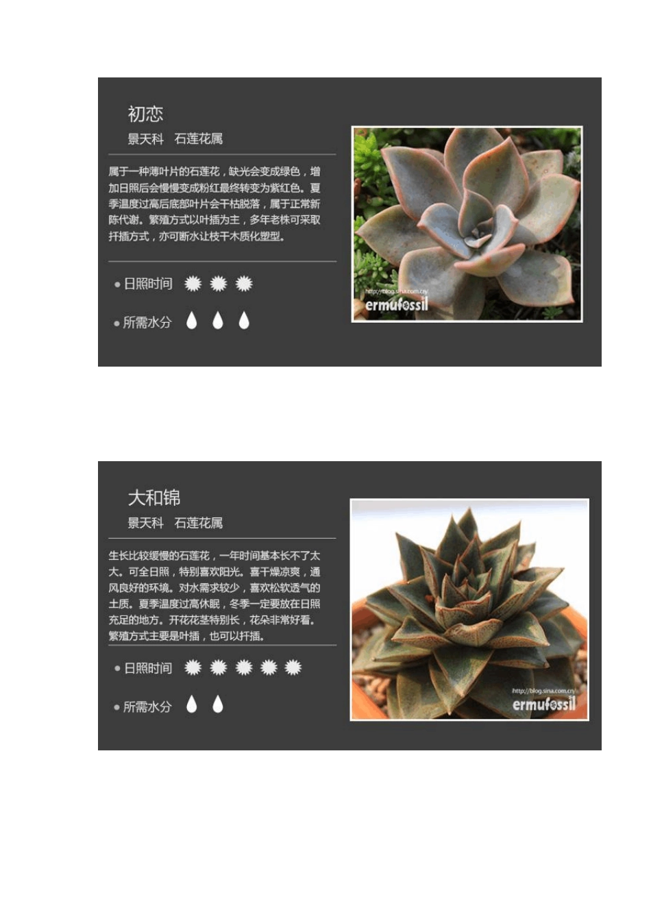 100种常见多肉植物图鉴_第3页