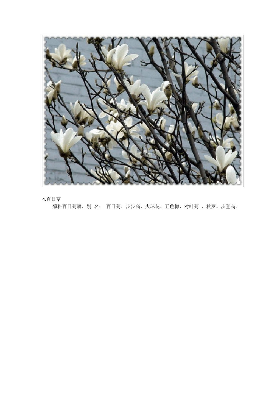 100种常见植物_第3页