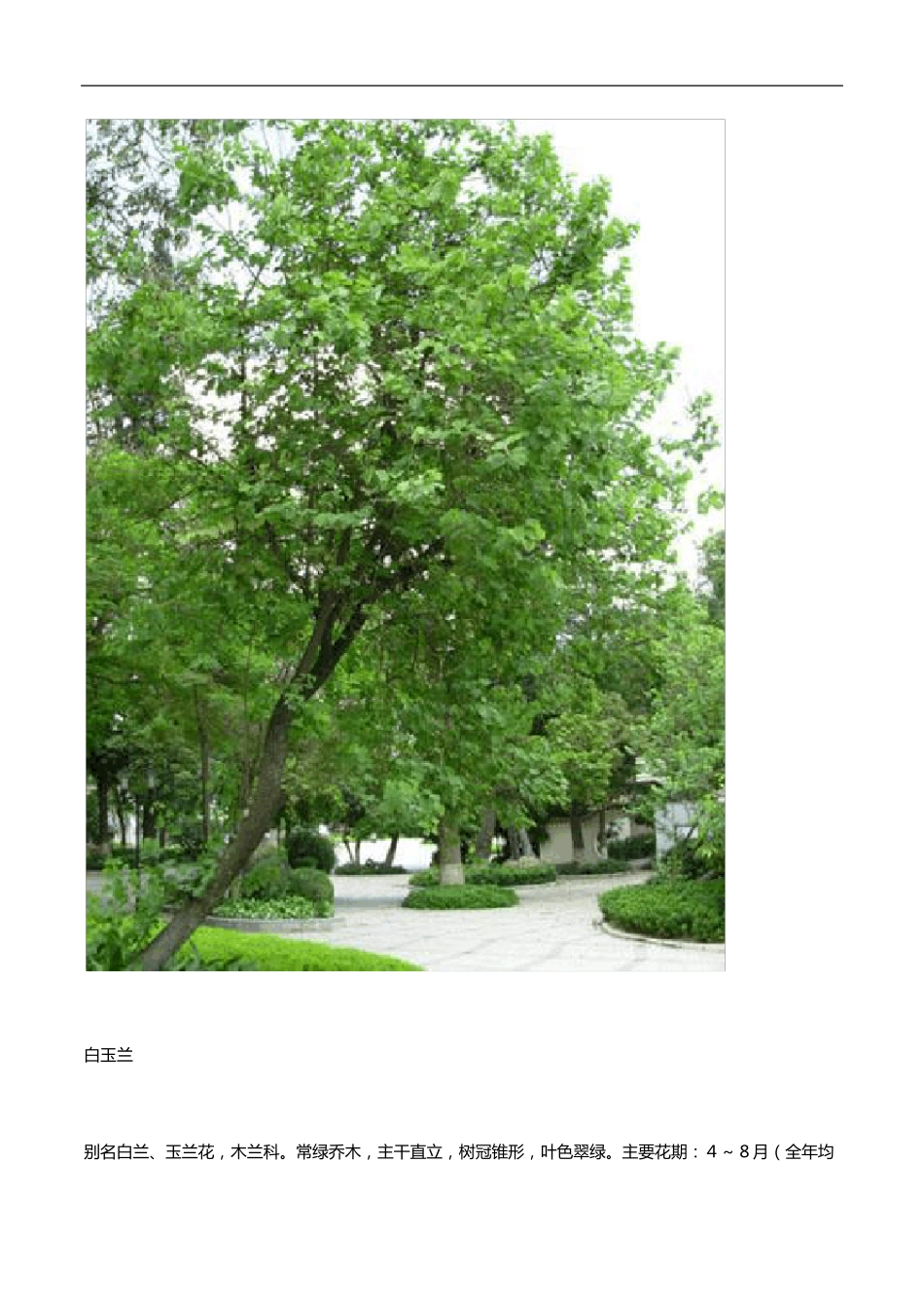 102种南方常见植物_第3页