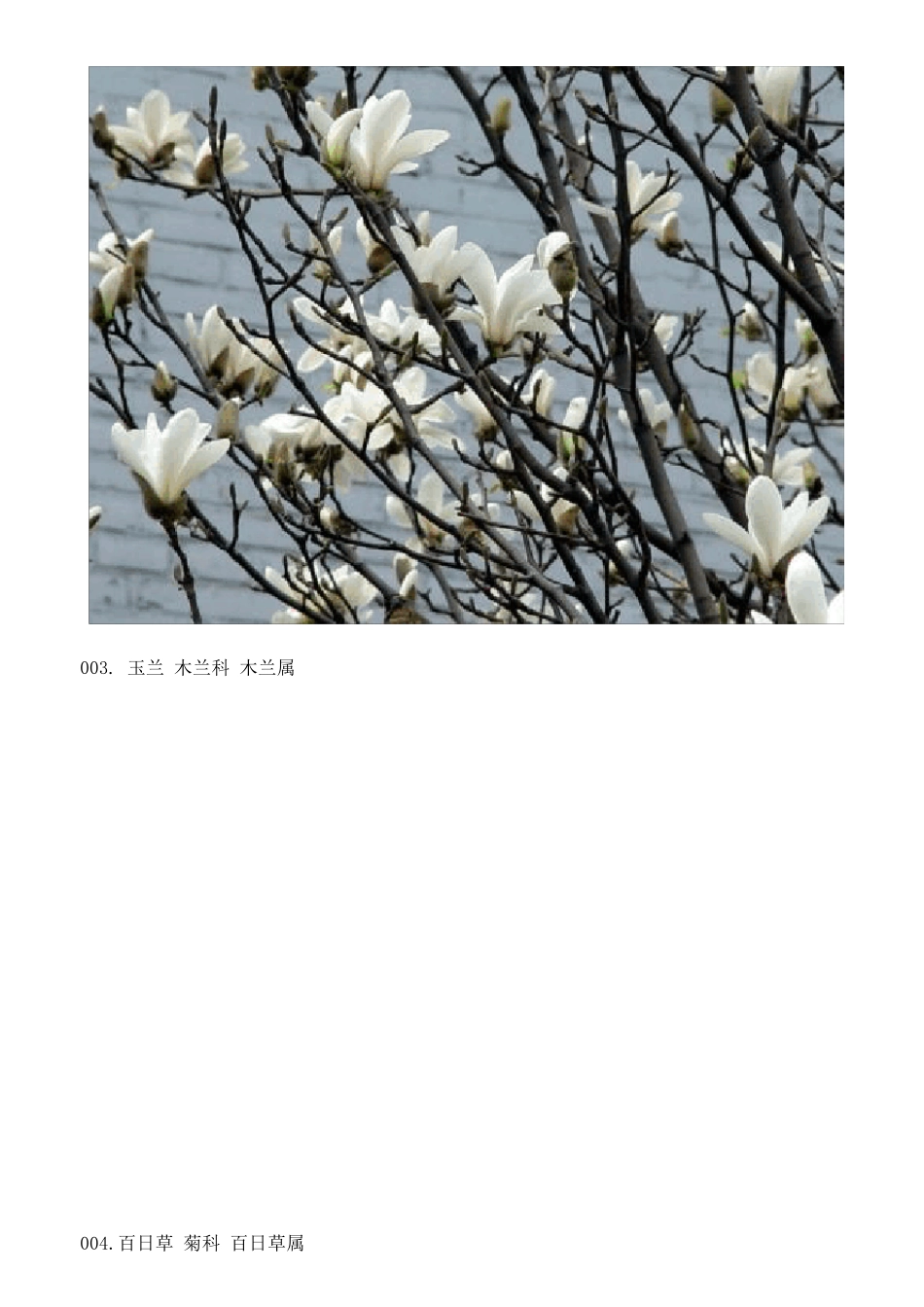 130余种常见植物图片_第2页